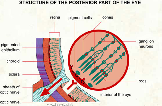 Structure of the posterior part of the eye
